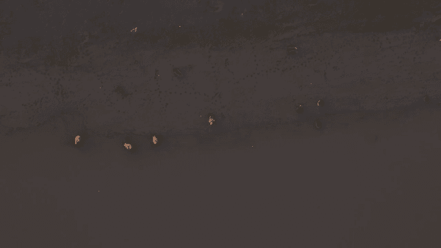 진흙 해안을 걷는 오리들