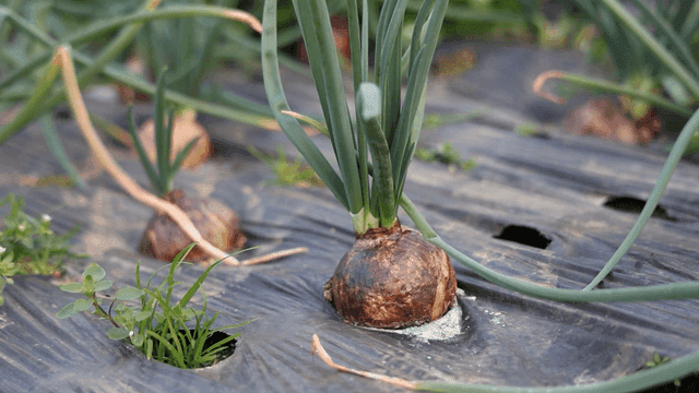 Onions grown in garden