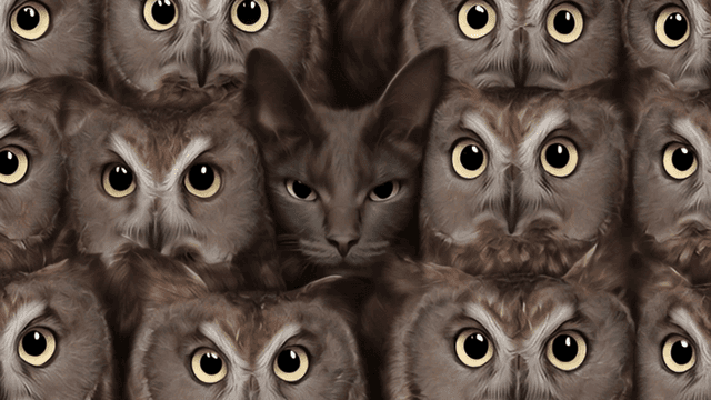 Cat camouflaged among owls