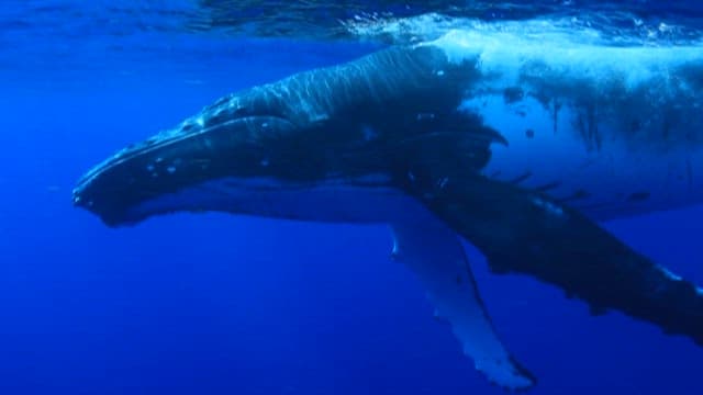 Majestic Whale Swimming in Blue Ocean Depths