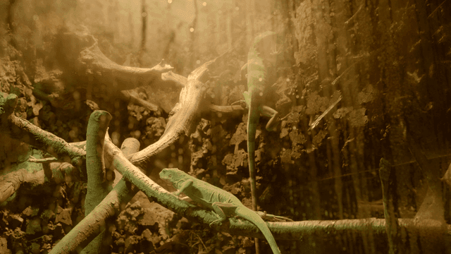 Green iguana climbing tree branch