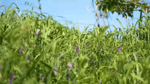 Purple flowers on grass swaying in breeze
