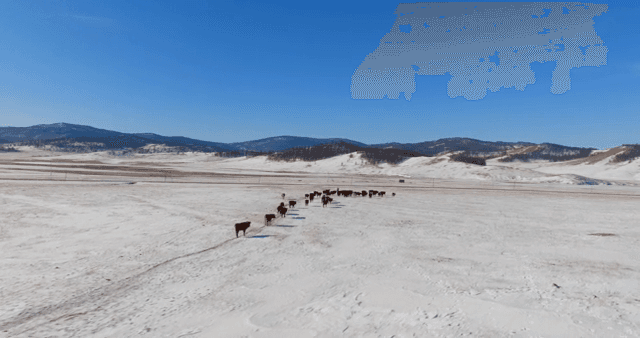 Cattle walking across a snowy plain