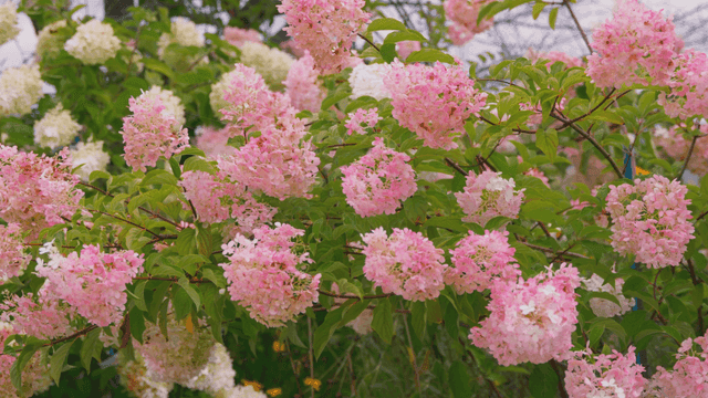 Light pink hydrangeas swaying gently in the wind