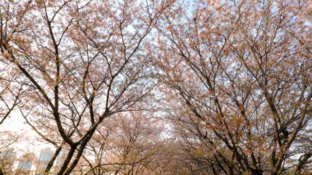 Cherry blossom trees in full bloom