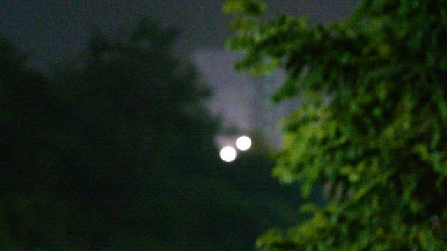 희미한 불빛이 켜진 거리에서 비바람에 흔들리는 나무의 잎사귀