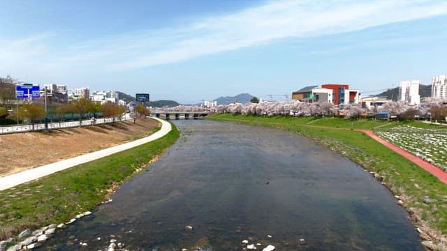 강변 길을 따라 핀 벚꽃