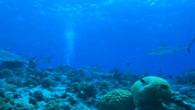 Serene Underwater Scene with Sharks