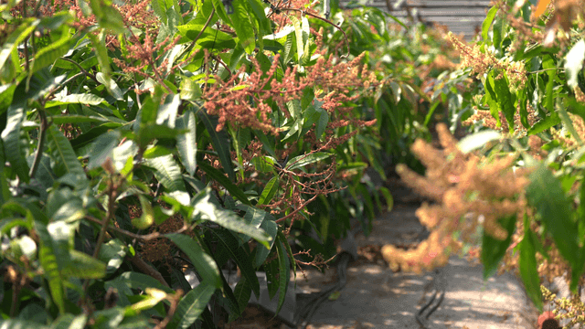 Garden with lush mango plants