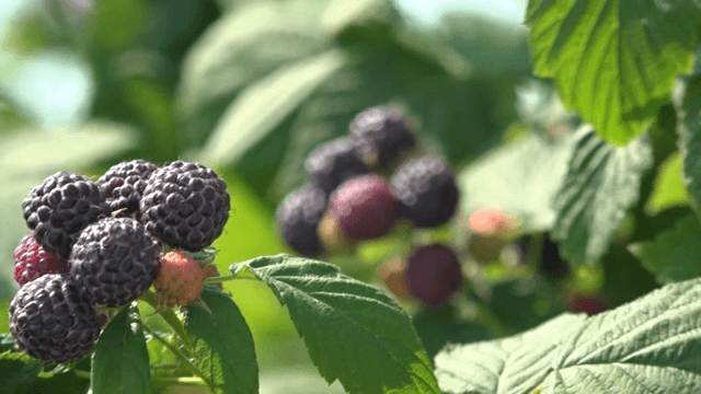 햇살 아래 익은 복분자