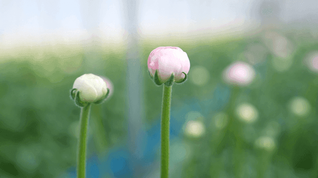 Flower buds in a greenhouse