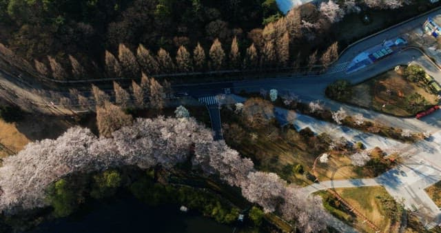 Campsite with blooming trees and colorful caravan