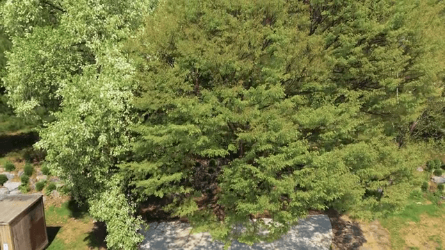 Lush green trees in a serene park