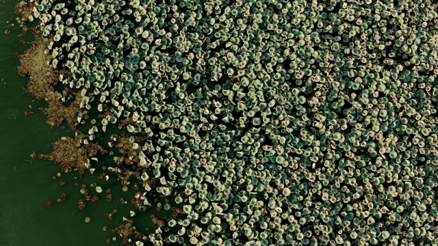 빽빽한 연못의 항공 뷰