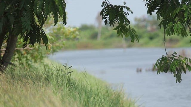 푸른 초목이 있는 고요한 강변