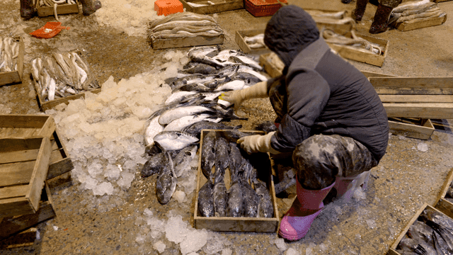 Person at market arranging fish