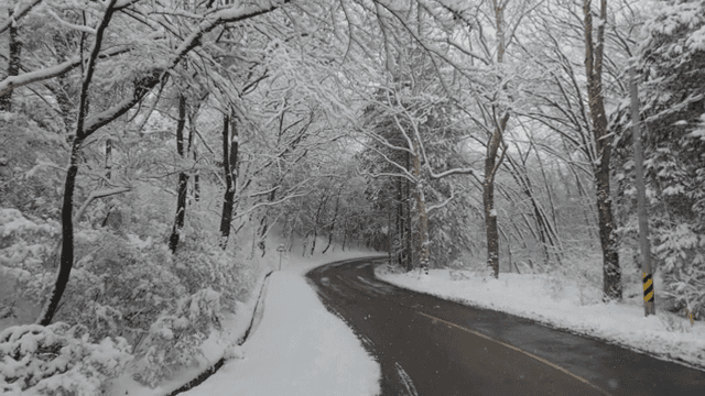겨울 눈 덮인 숲길