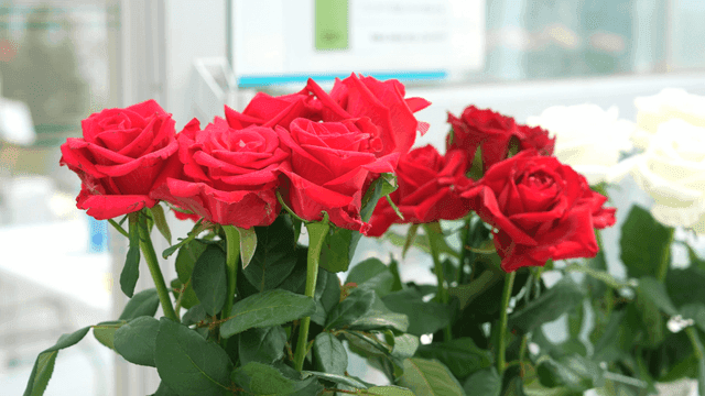 Vibrant red roses in a greenhouse