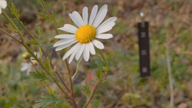 들판에서 피어나는 데이지의 근접 촬영