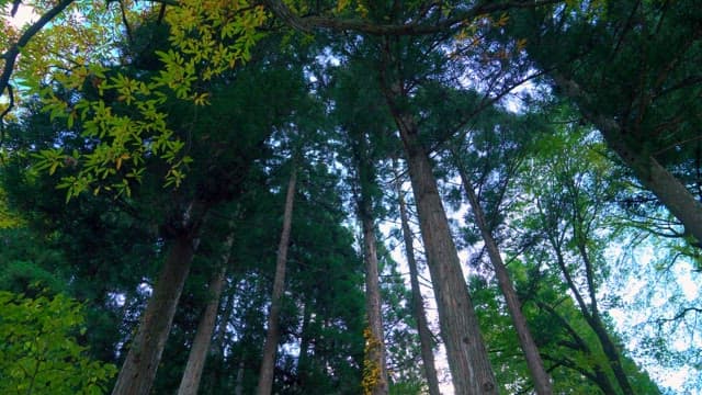 Sunlight Filtering Through Tall Forest Trees