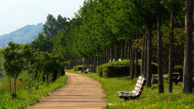 Sunny day in a park with a tree-lined path and empty benches