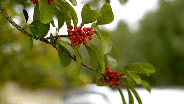 Branch with red berries and green leaves