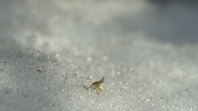 눈이 녹으면서 나타나는 꽃