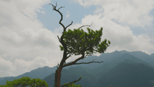 Lone tree with mountain backdrop