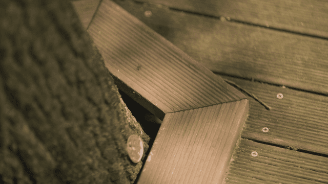 Mossy tree and small ant