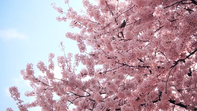 Cherry Blossoms in Full Bloom Against Sky