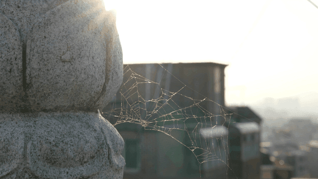 햇빛 속 돌 조각 위의 거미줄