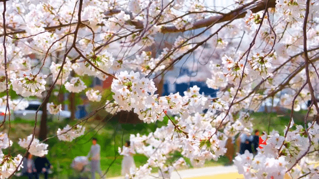산책로 옆 만개한 벚꽃