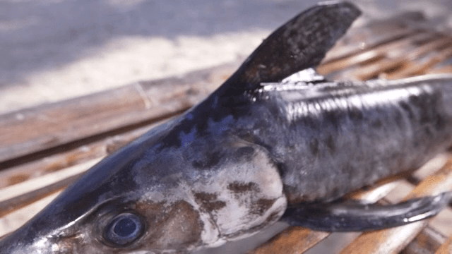 해변의 대나무 테이블 위의 황새치