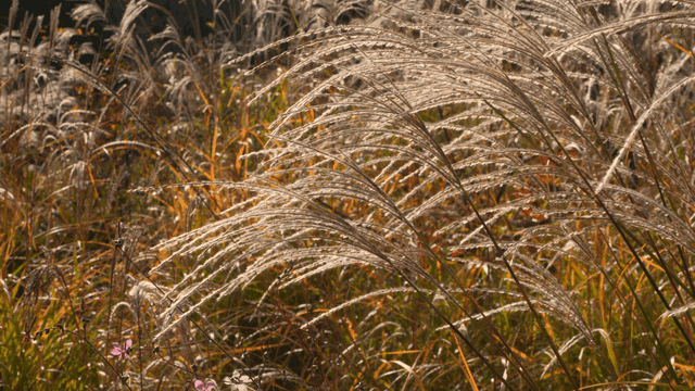 Field of tall grasses swaying gently