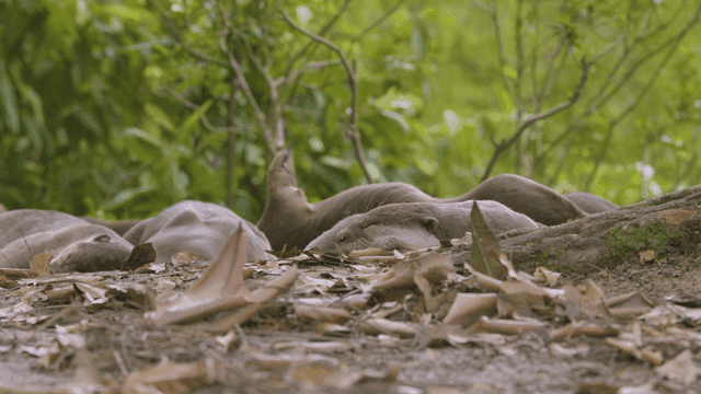 숲 바닥에 누워 있는 수달들
