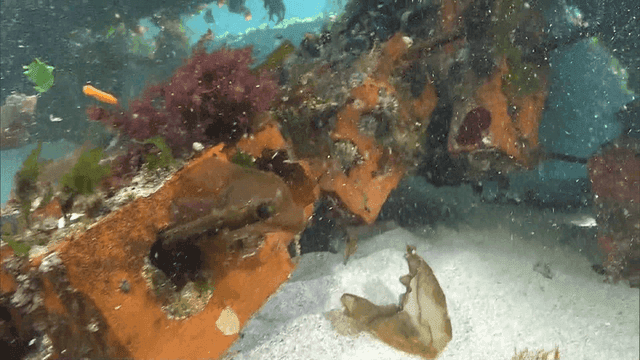 Underwater scene with marine life and coral