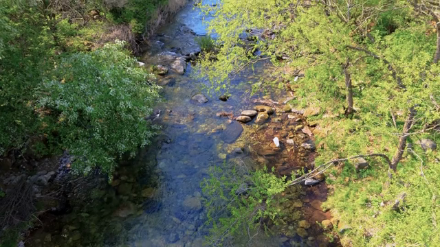 Clear stream flowing through lush greenery