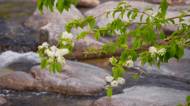 개울 위에 흰 꽃이 핀 나뭇가지