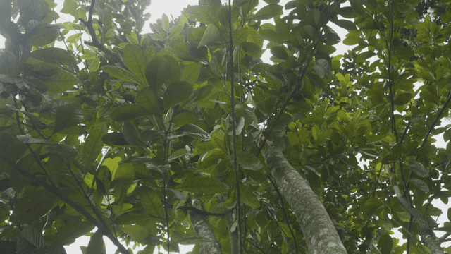 Lush green leaves on tall trees