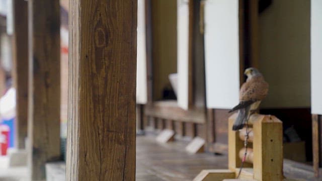 전통 목조 건물에 앉아 있는 매