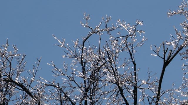 Ice-covered branches glistening under clear blue sky