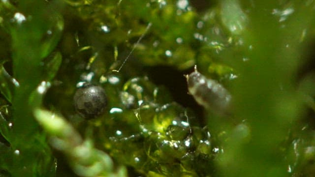 Larva crawling on fresh, moist moss