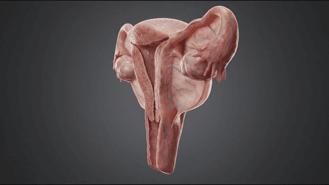 Detailed view of the female reproductive system