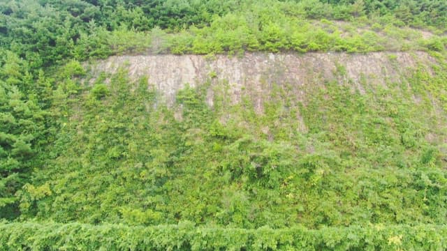 우거진 나무가 있는 산맥