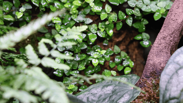 Close-up of lush green ferns and leaves