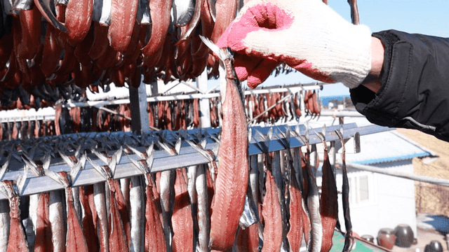 Gwamegi drying outdoors