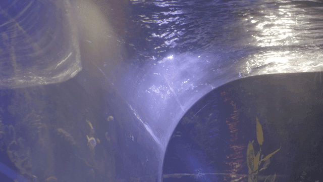 Aquarium ceiling where small fish swim