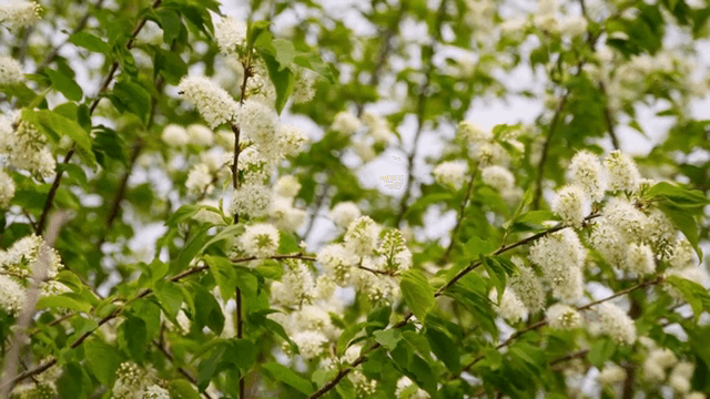 초록 가지에 피어난 하얀 꽃들