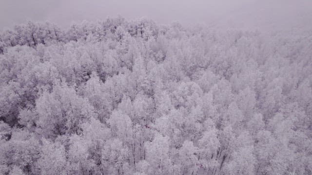 Superb View of a forest completely covered in snow