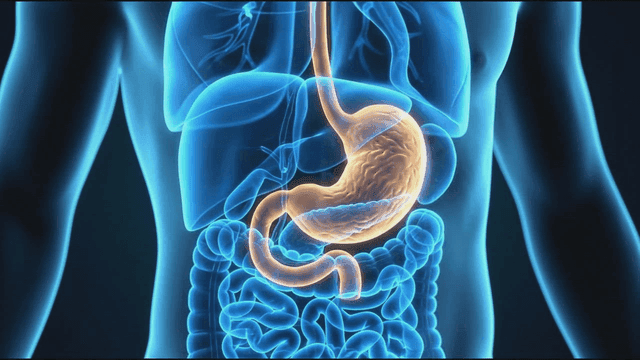 Visualization of human digestive organs